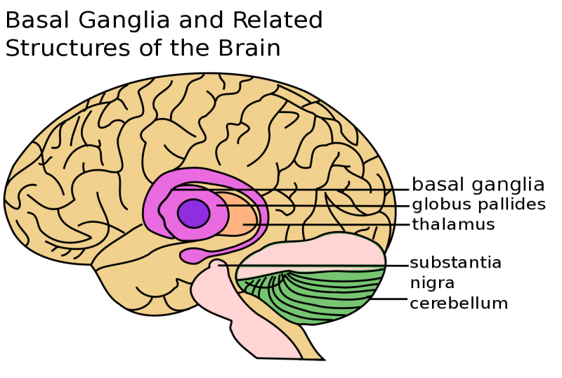 1280px-Basal_Ganglia_and_Related_Structuressvg.png